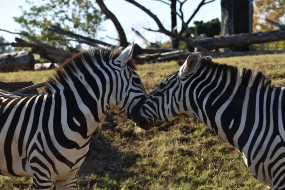 Casinia Casino Assistance